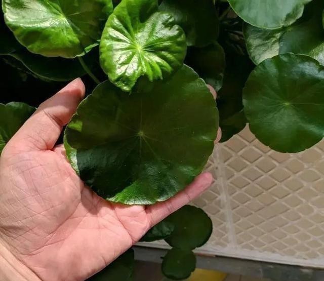 日光浴|这五种花，就得富养，大肥大水大太阳，长得那叫一个旺