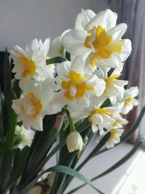 蝴蝶兰|4种花仙气飘飘,家里养1盆,气质出众,上档次!