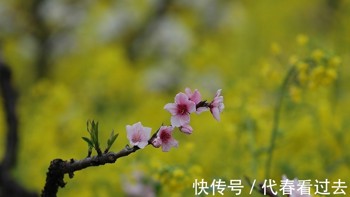 杨柱|杨柱诗词十首：嵌句偶拾（辘轳体）人面桃花相映红