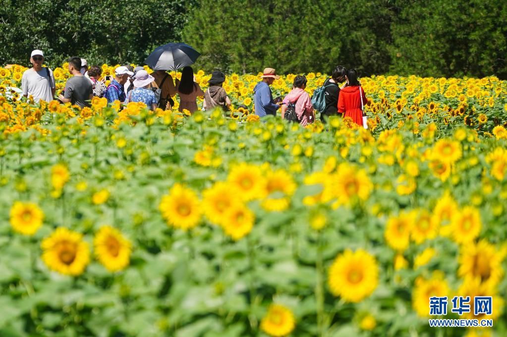 北园|夏日里的向日葵