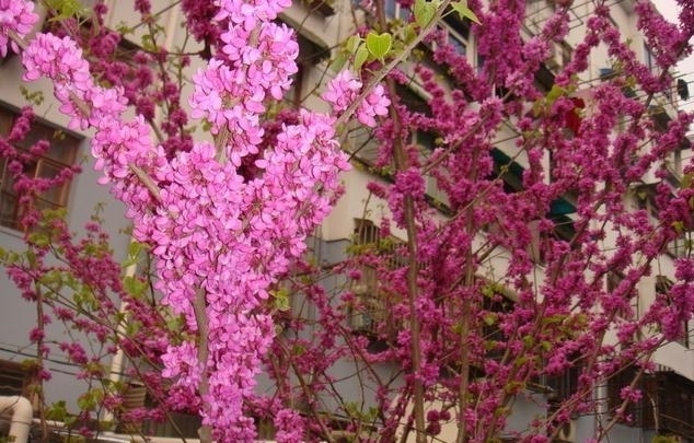 紫荆花树|紫荆花早春叶前开放，无论枝、干布满紫色花朵，艳丽可爱