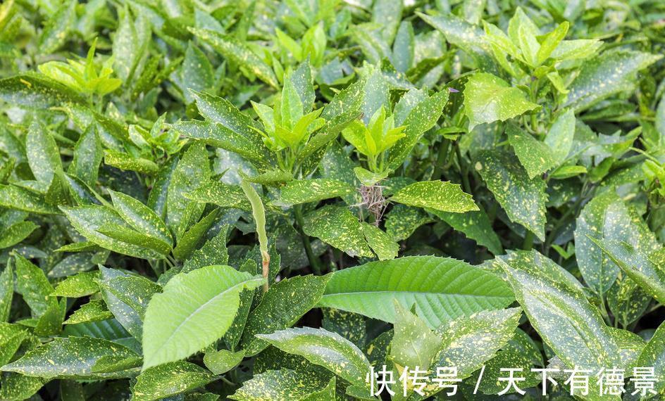 园林|10种天天见的观叶植物你可能叫不上来名字,来看看你能认识几种