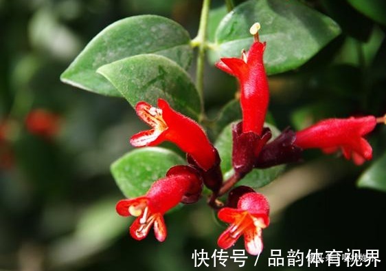 此花花姿别致，一朵朵鲜艳的花朵宛如口红一般，别具一番雅趣