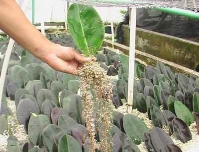 漂亮的花用剪碎的叶片,都能插活一大盆,谁说扦插难