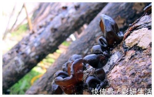 玫瑰花茶|女人“姨妈期”怕衰老?多吃4种食物,清除污血,温暖子宫更年轻