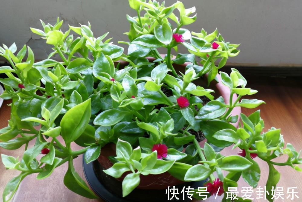 3种“养人花”，能吃能观赏，好养又漂亮，还能净化空气，喜欢