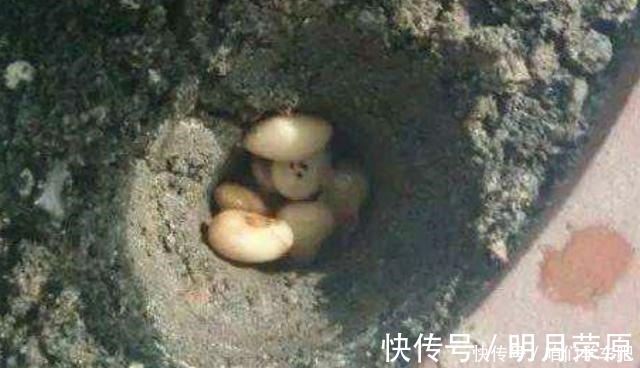 家家|这些食物,每个月给君子兰“喂”一点,叶片绿,根系壮!