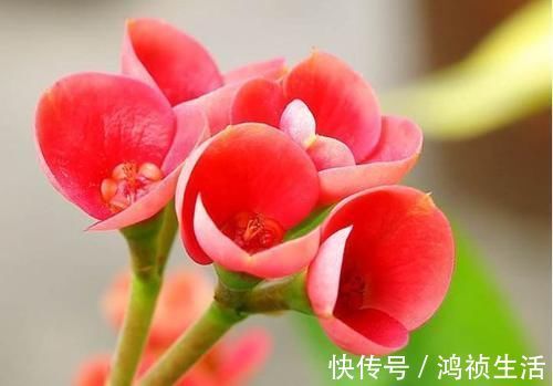 花友|养此4种花,插枝就能活,养护容易,全年开花,室内也能种
