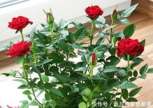 透气性|4种花好养又漂亮,很多人都默默的养,一年四季都能开花爆盆