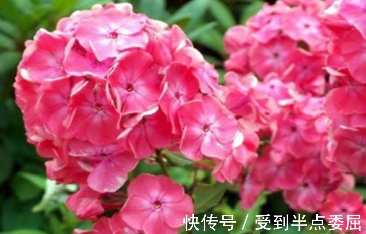 此款花卉便宜又好养,不闻不问,花开爆盆美如花,枝头窜满花苞