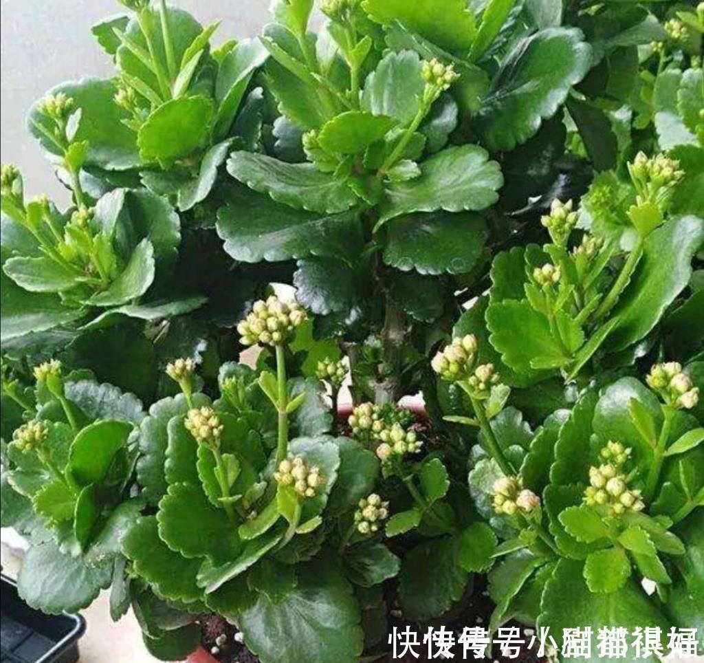 寓意|五种“吉祥花”,建议养一盆,不仅寓意好,还利于健康
