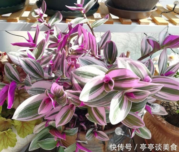 叶片|它是吊兰中的极品,姹紫嫣红、高端大气,养在客厅太上档次