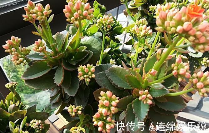 花期中|给长寿花“吃点肥料”，春节花苞特别多，大苗小苗肥肥壮壮