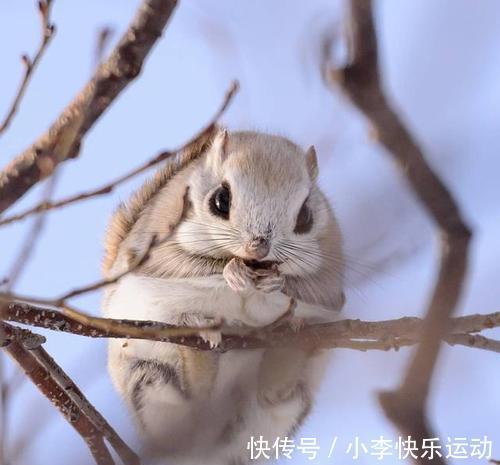 飞鱼！《山海经》记载内容，是异世界的秘密？专家称：极有可能真的存在