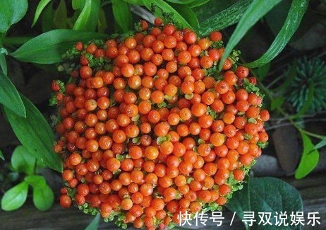 集市|老妈去集市上逛的时候，买回来的盆栽，没想到结出来一个个红宝石