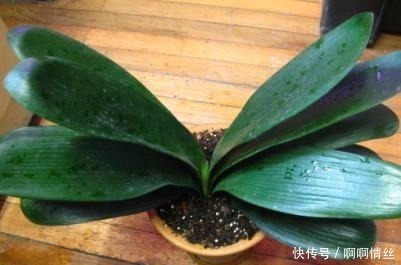 浇水|君子兰放在什么地方养比较好放错了叶子发黄状态差!