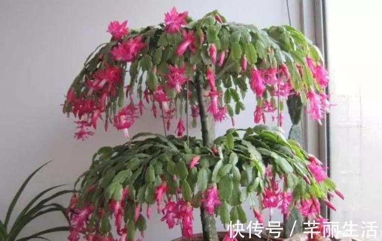 嫁接9层蟹爪兰,“技巧”掌握好,后期叶片不瘦,花苞多的压弯枝