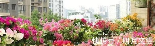 平时该如何管理三角梅多注意4点,株型美、开花多、身价高