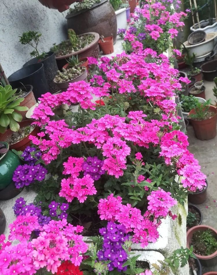 这花比绿萝好养,疯狂开花,花色五彩斑斓,想不爆盆都难