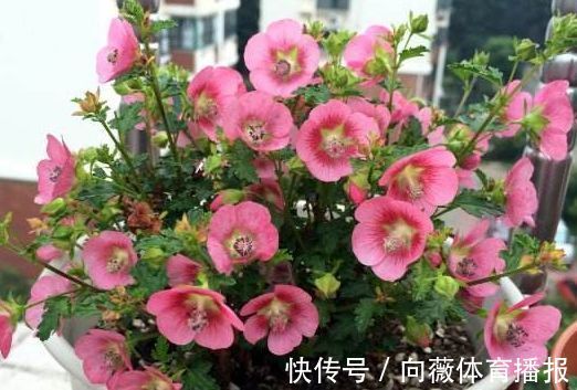 精品玫瑰“布里顿玫瑰”,红艳欲滴,高贵艳丽,你值得拥有!