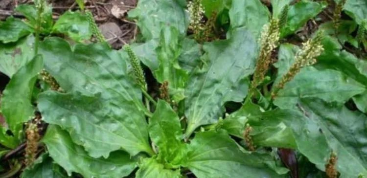 农村|农村这野草人们称它“蛤蟆叶”,以前被当救命菜,现在一斤20元