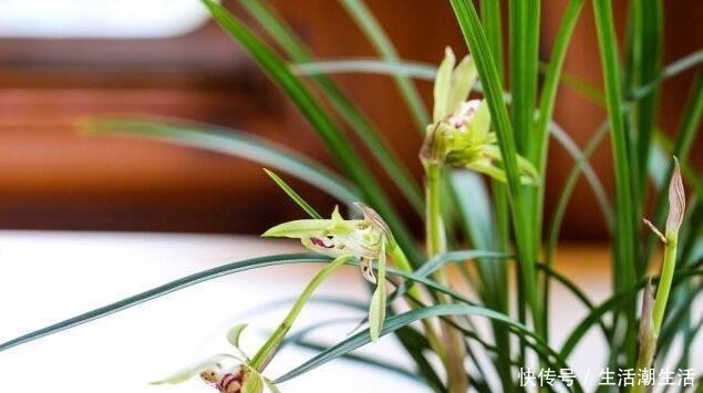 花友|兰花冒出一串黏黏的“小水珠”,恭喜你,终于撞“大运”了!