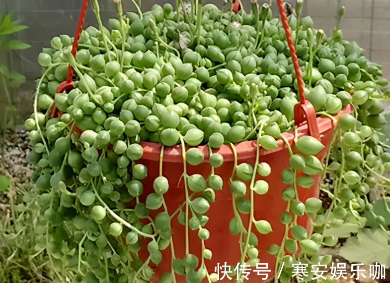 浇灌|养多肉佛珠秋季满足这4点,叶片圆润,长成“瀑布”,独具魅力