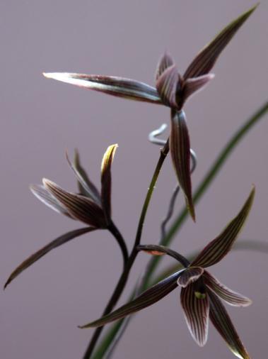 兰花花期过后,要不要剪花,要的话,该怎么剪