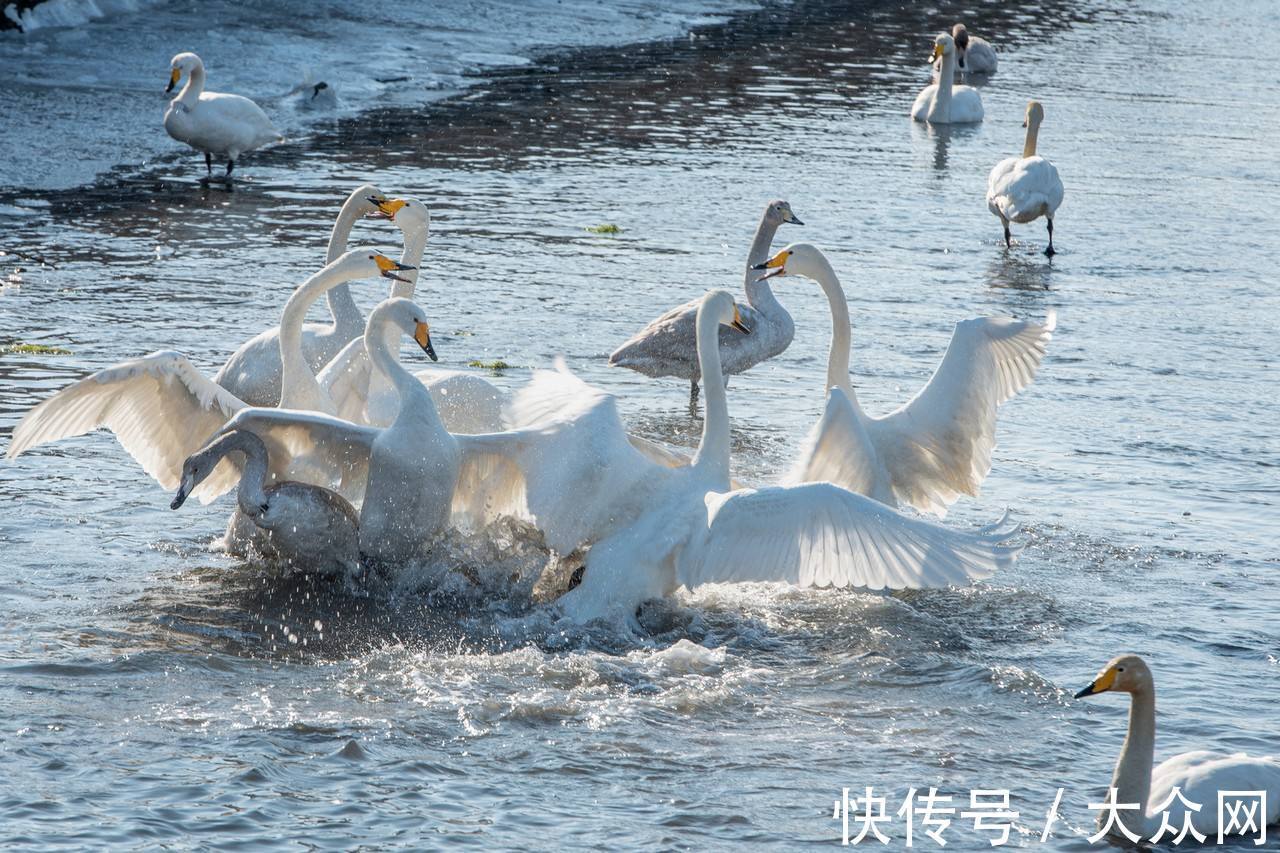 大天鹅|荣成——中国大天鹅之乡