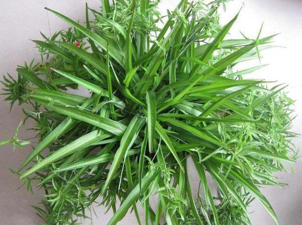 这3款植物买一盆就够了!用茎叶扦插,教你轻松铺满整个阳台