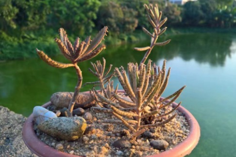 5种多肉适合新手，不仅价格便宜，而且还好养，出状态也很美