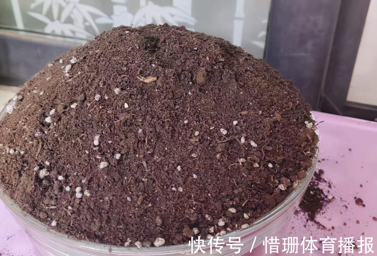 喝茶|喝茶养生,剩下的渣渣别丢,拿来制肥养花,用对方法事半功倍