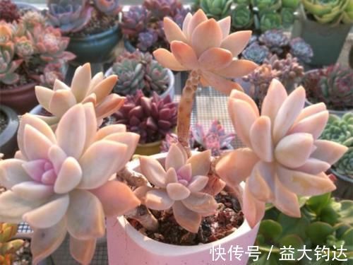淡雪|3种“零差评”的多肉植物,新手、老手都喜欢,养成老桩更好看