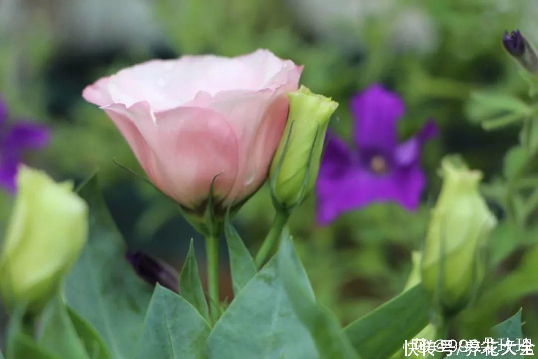 天热了，花需水量太大，一天不浇水，立马死给你看