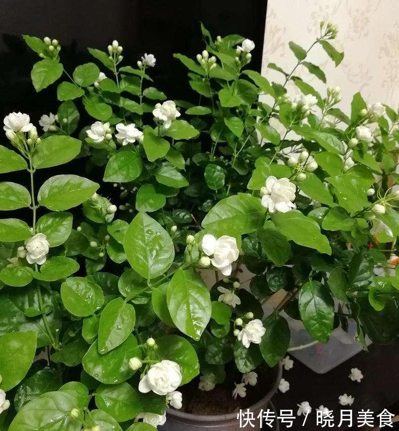 怎样让茉莉开花多?3个细节记住,花量增大、花香型美、灿烂盛开
