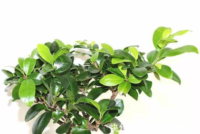 养过榕树以后才后悔,本以为是盆常绿货,结果叶片发黄像棵草