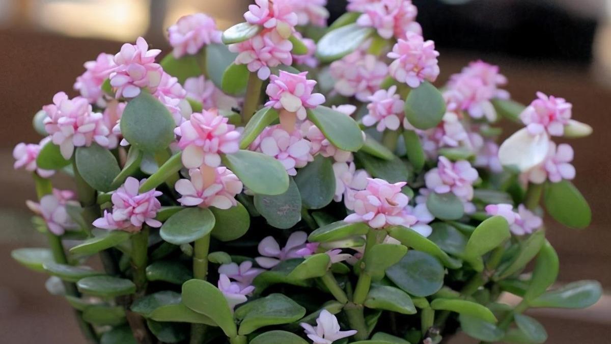 多肉“黑名单”,一定要看一看,去花店别买这些,买了白花钱