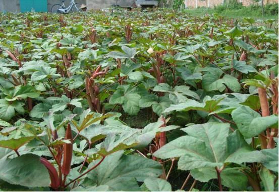 混成|印度“黄瓜”入侵中国既能入药又能食用,如今还混成了天价美食