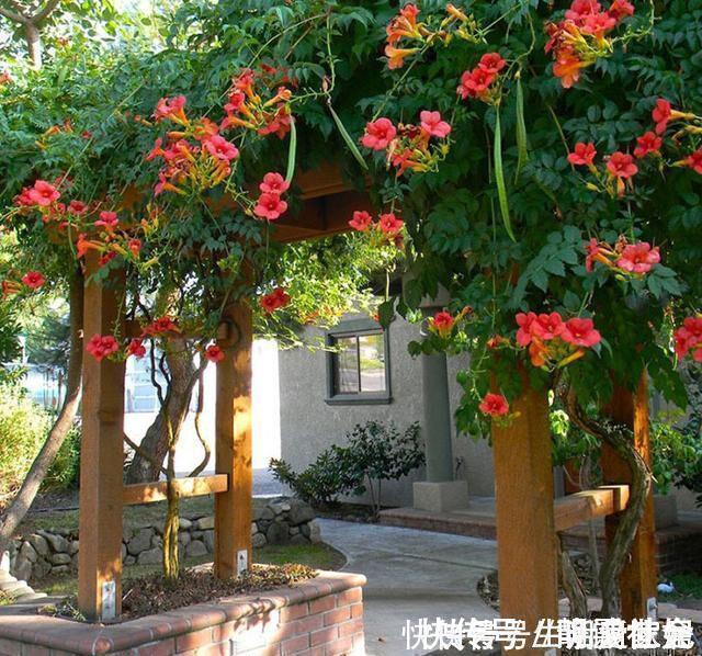 花卉|养10盆花不如种棵“树”一年花开170天,黑,吉,辽,冻不死