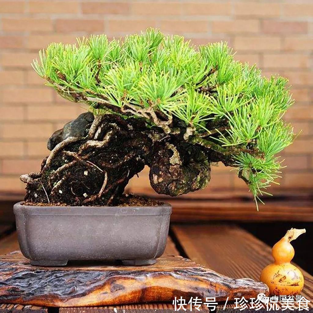 极品附石山松盆景,见过的人都忍不住竖起大拇指!