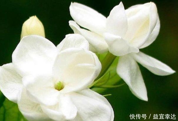 小花园|香气十足的几款花卉,养在家里,满屋子飘香,阳台养成小花园