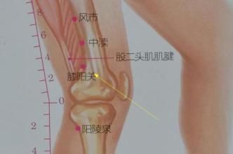 每日一穴 膝阳关穴 快资讯