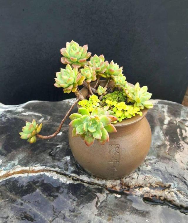 多肉浇水看“时机”，碰到这种情况，不浇水最正确！