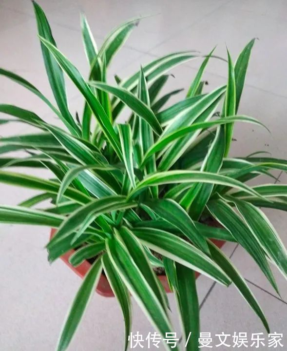 蟹爪兰|6种花，就得“穷着养”，花盆越小，长势越喜人！