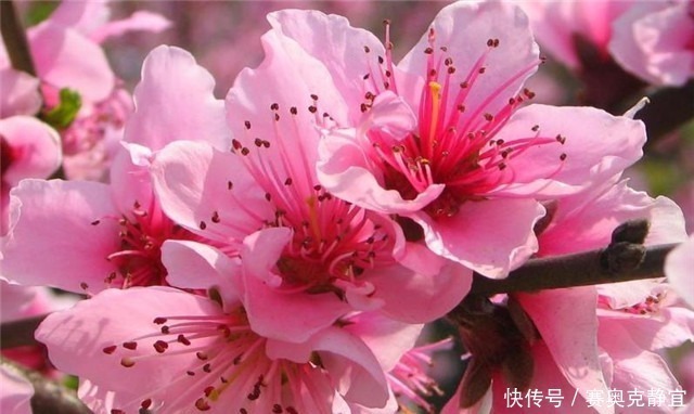 诗经桃花,桃之夭夭,灼灼其华,夭夭是什么意思?