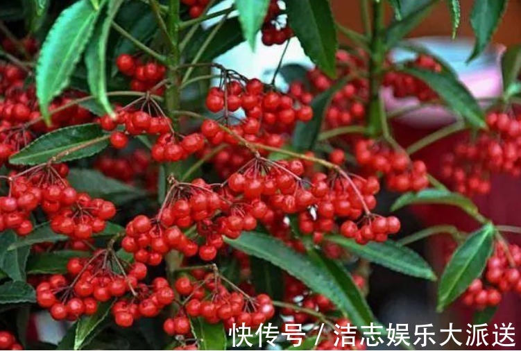 富贵籽|家里要养“3种花”,开花吉祥又喜庆,时来运转,越过越富裕有钱