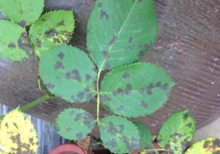 月季要死掉了怎么办,用这些方法可以挽救