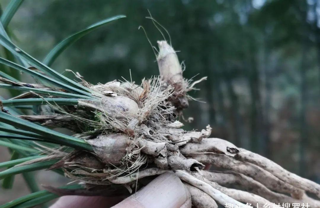 什么是兰花老芦头?如何快速育苗?这样操作,比花钱的营养土更好
