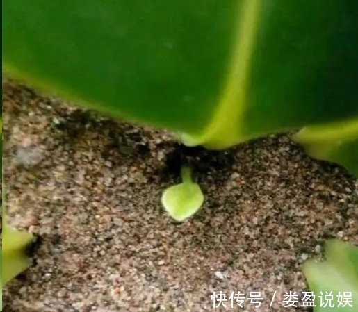 长寿花|别再浪费钱买花了,这些花掰片叶子就能长一大盆,省下好多钱!