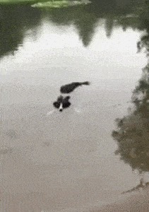 |搞笑GIF:你这是干啥呀,检查就检查呗,咋还炸毛了呢?